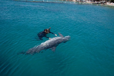 nadando com golfinhos eilat